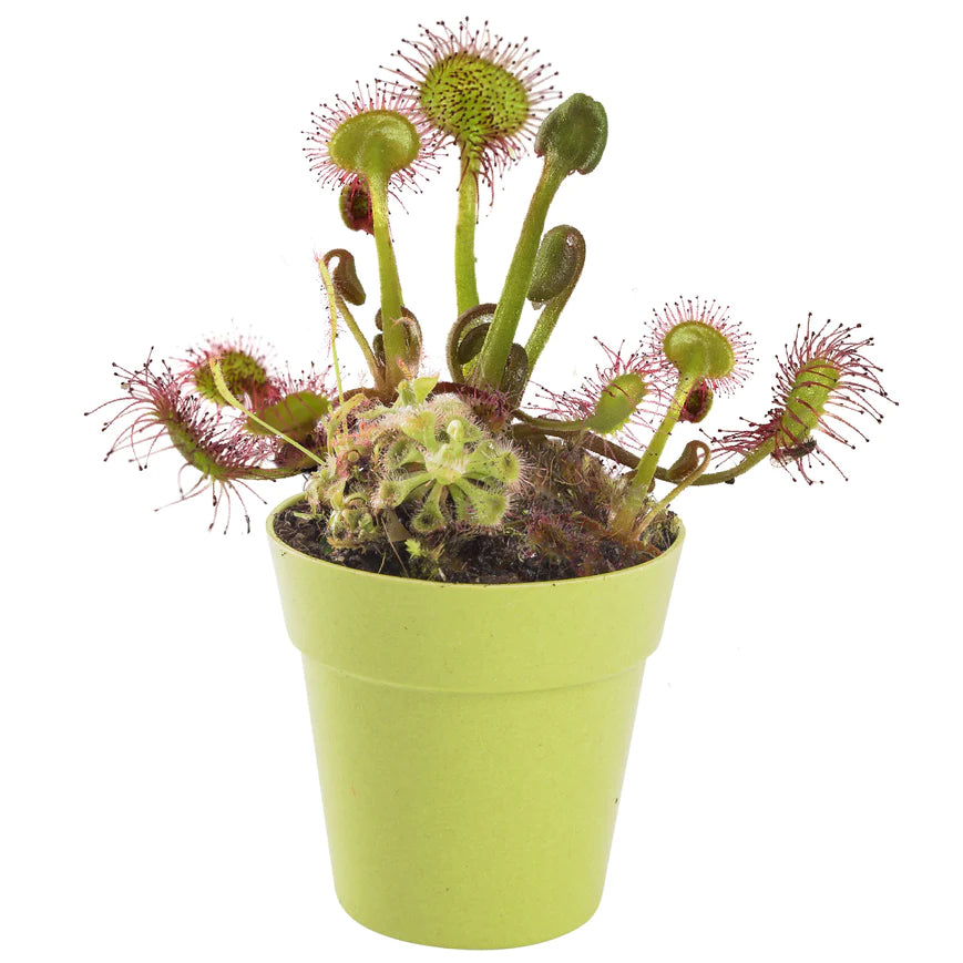 MRS GREEN PLANTS | Carnivorous Plant