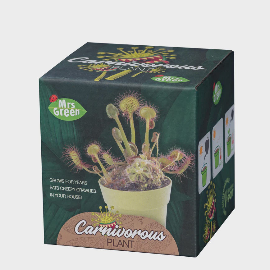MRS GREEN PLANTS | Carnivorous Plant