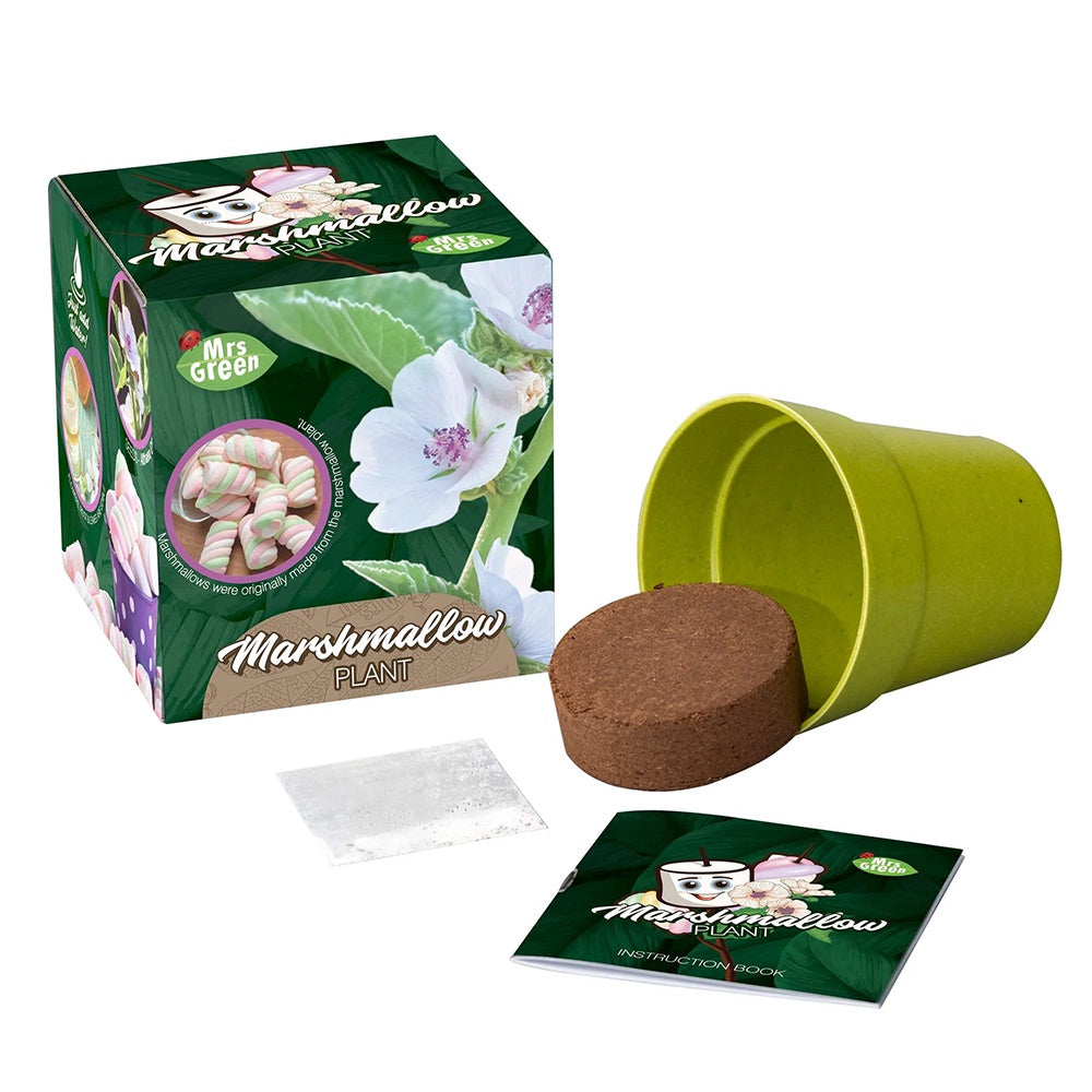MRS GREEN PLANTS | Marshmallow Plant